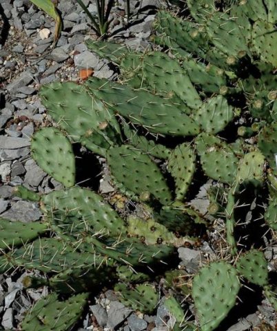 Opuntia_rafinesquei